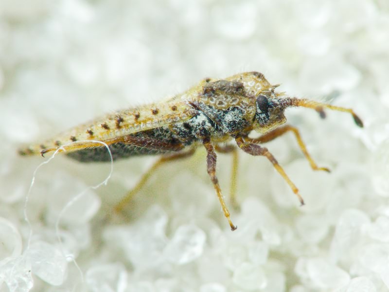 Lasiacantha capucina (Germar, 1837)